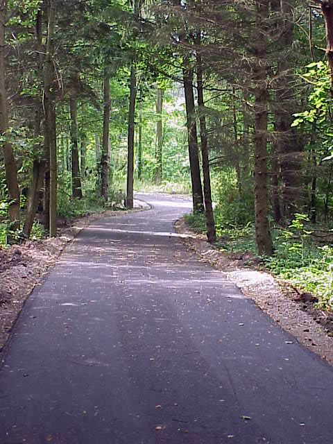A path carving through green trees