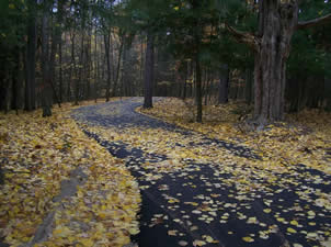 The Town and Country path covered with yellow leaves